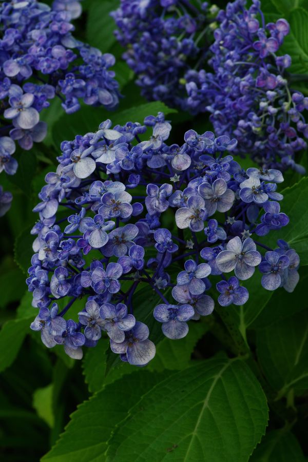 梅花咲紫陽花の作例写真