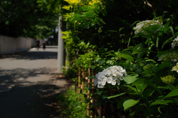 夏の足音の作例写真