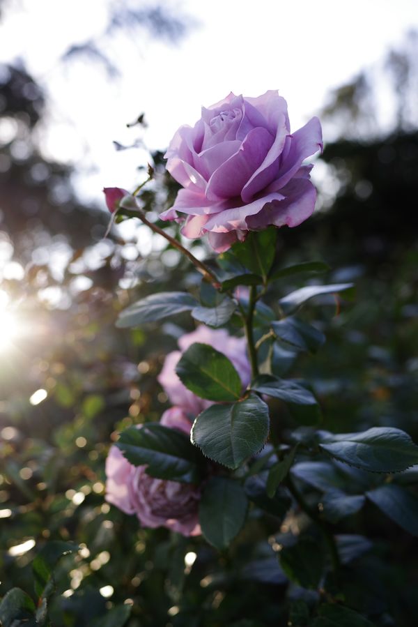 逆光で盛れる薔薇の作例写真