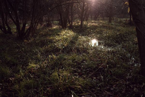 朝日が差し込む湿原の作例写真