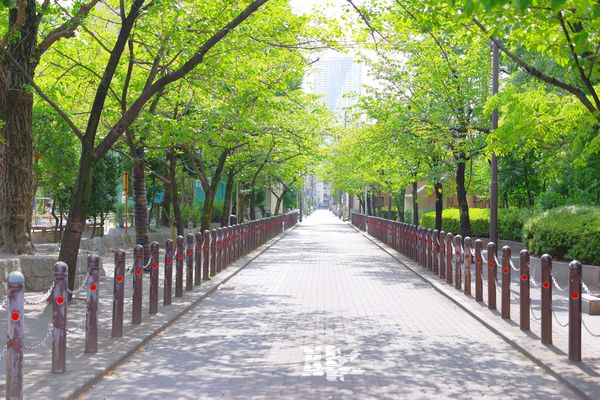 新緑の木々と歩道の作例写真