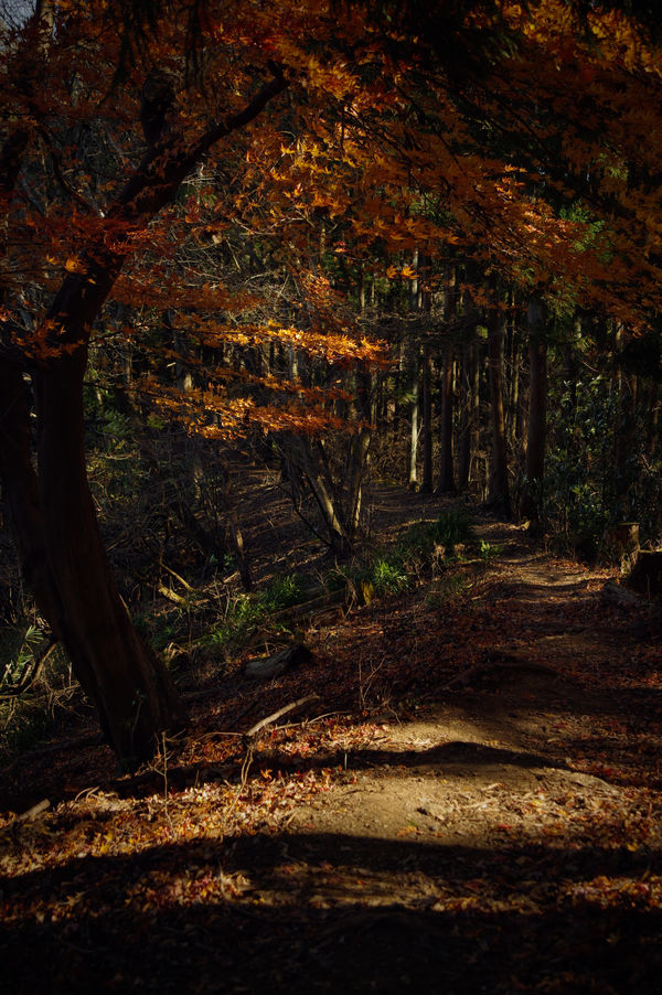 紅葉に彩られる登山道（埼玉県破風山）の作例写真