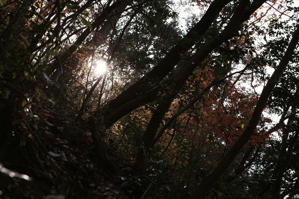 静かに燃える低山の紅葉の作例写真