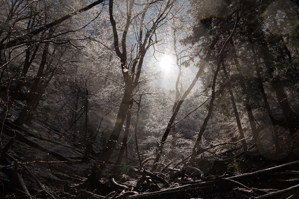 氷が煌めく冬の森（埼玉県横瀬町）の作例写真