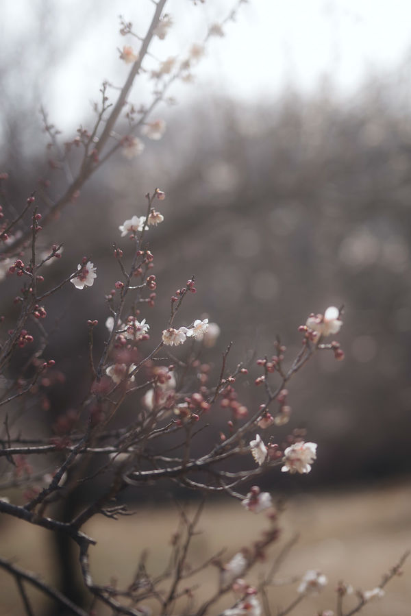 梅の香と春の光の作例写真