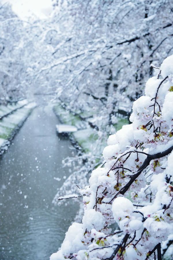 雪桜満開の作例写真