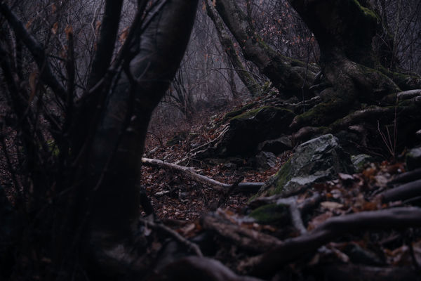 霧雨の奥多摩の森（御岳山）の作例写真