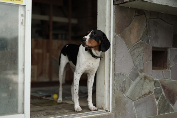 物憂げな犬の作例写真