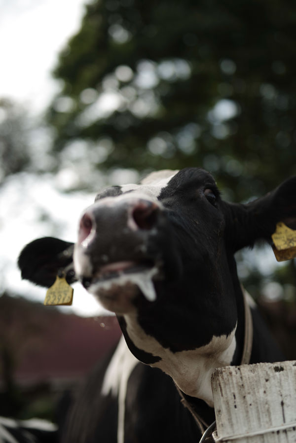 牛の息づかいの作例写真