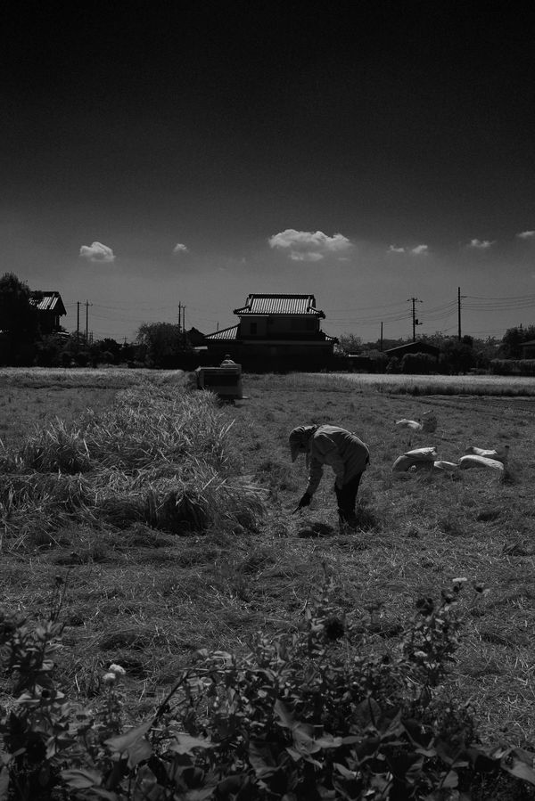 ダリとミレーにインスパイアされた稲刈り風景の作例写真