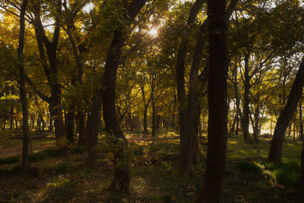 金色の光に包まれる森の作例写真