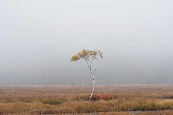 湿原にぽつんと立つ白樺の木の作例写真