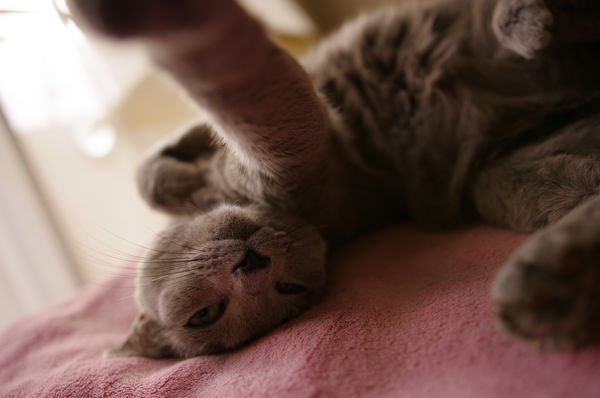 昼寝から起きたネコの作例写真