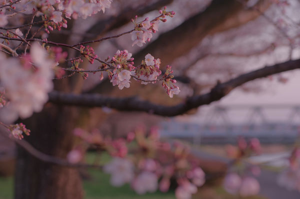 黄昏に染まる桜の作例写真