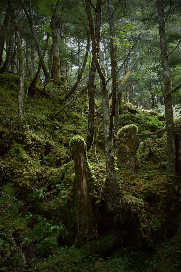 サルオガセがまとわりつく山中の雰囲気の作例写真