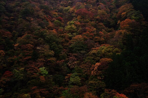 鳩ノ巣渓谷の紅葉の作例写真