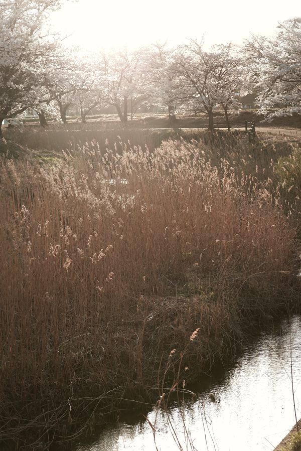 笹原川の千本桜と河川敷のオギの作例写真