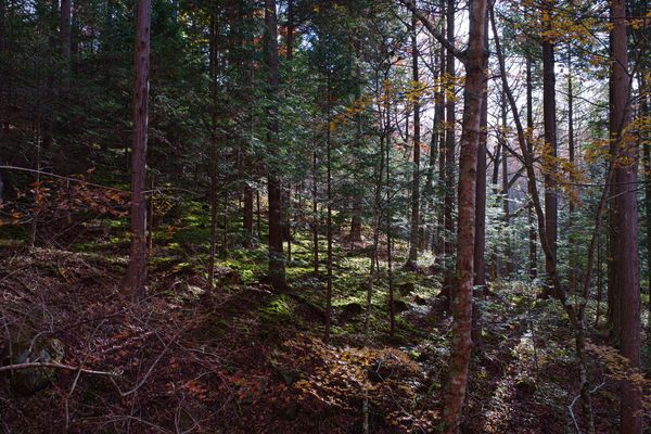 光が差し込む森の斜面の作例写真