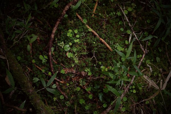 湿地の緑の作例写真