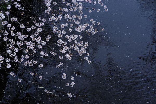 河川上に咲く桜の作例写真