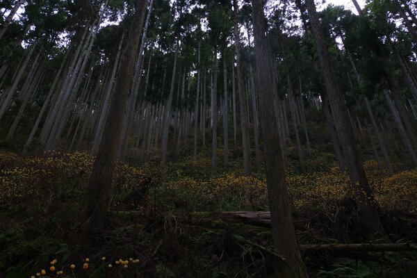 山中のミツマタ群生地の作例写真