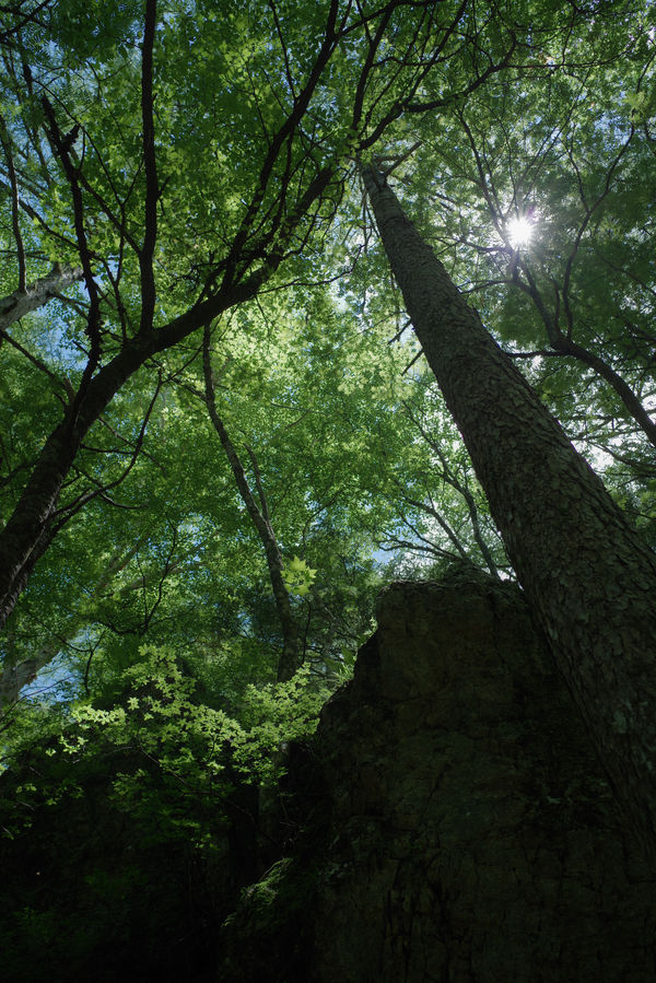 真夏の日差しが彩る森の緑の作例写真