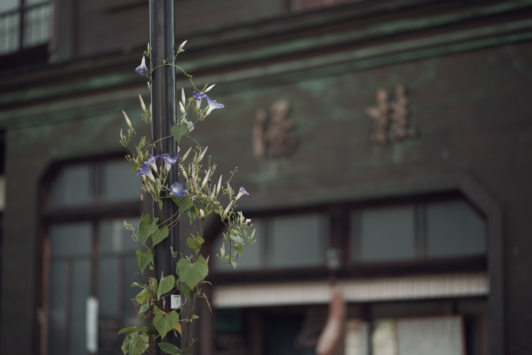 PENTAXで切り取る世界遺産 ─ 五箇山集落とその周辺（富山県南砺市）の写真