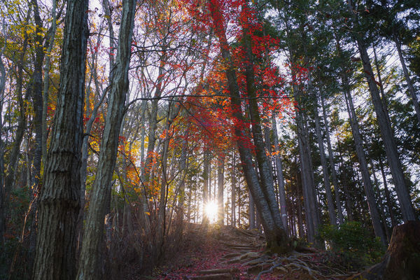 朝日に輝く紅葉の森の作例写真