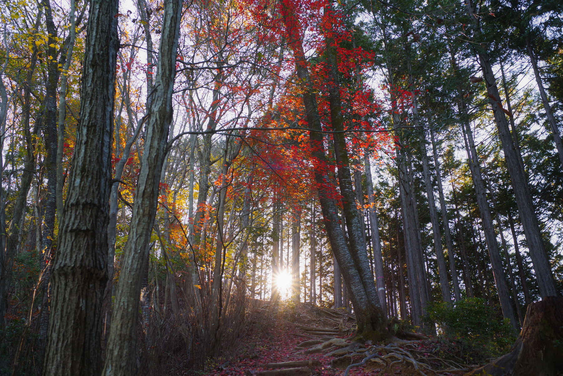 朝日に輝く紅葉の森の作例写真