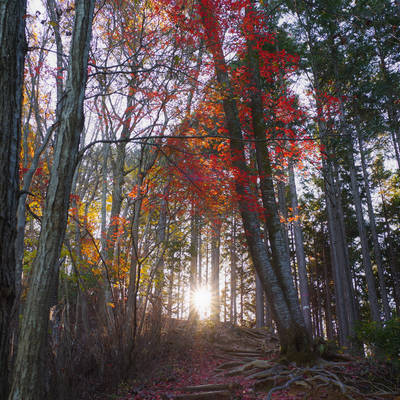 朝日に輝く紅葉の森の作例写真