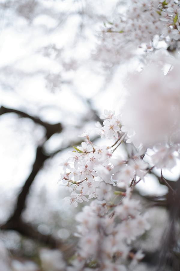 淡くほころぶ桜の作例写真