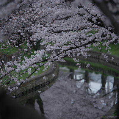 早暁の桜並木の作例写真
