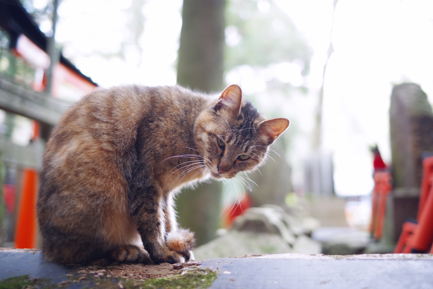 カメラを睨みつける野良猫の作例写真