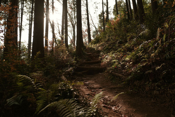 冬の光に包まれる登山道の作例写真