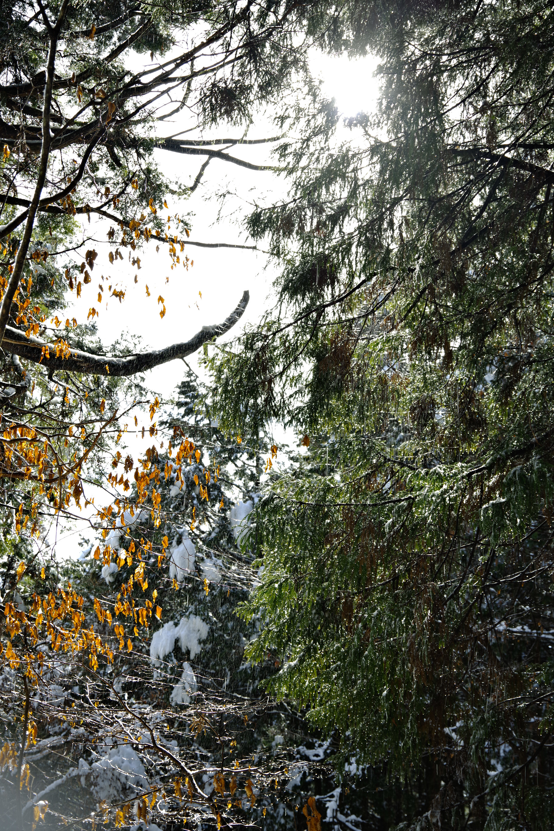 【雨にうたえば：番外編】雪に躍る森の風景 ─ 埼玉県武甲山（秩父市・横瀬町）の写真