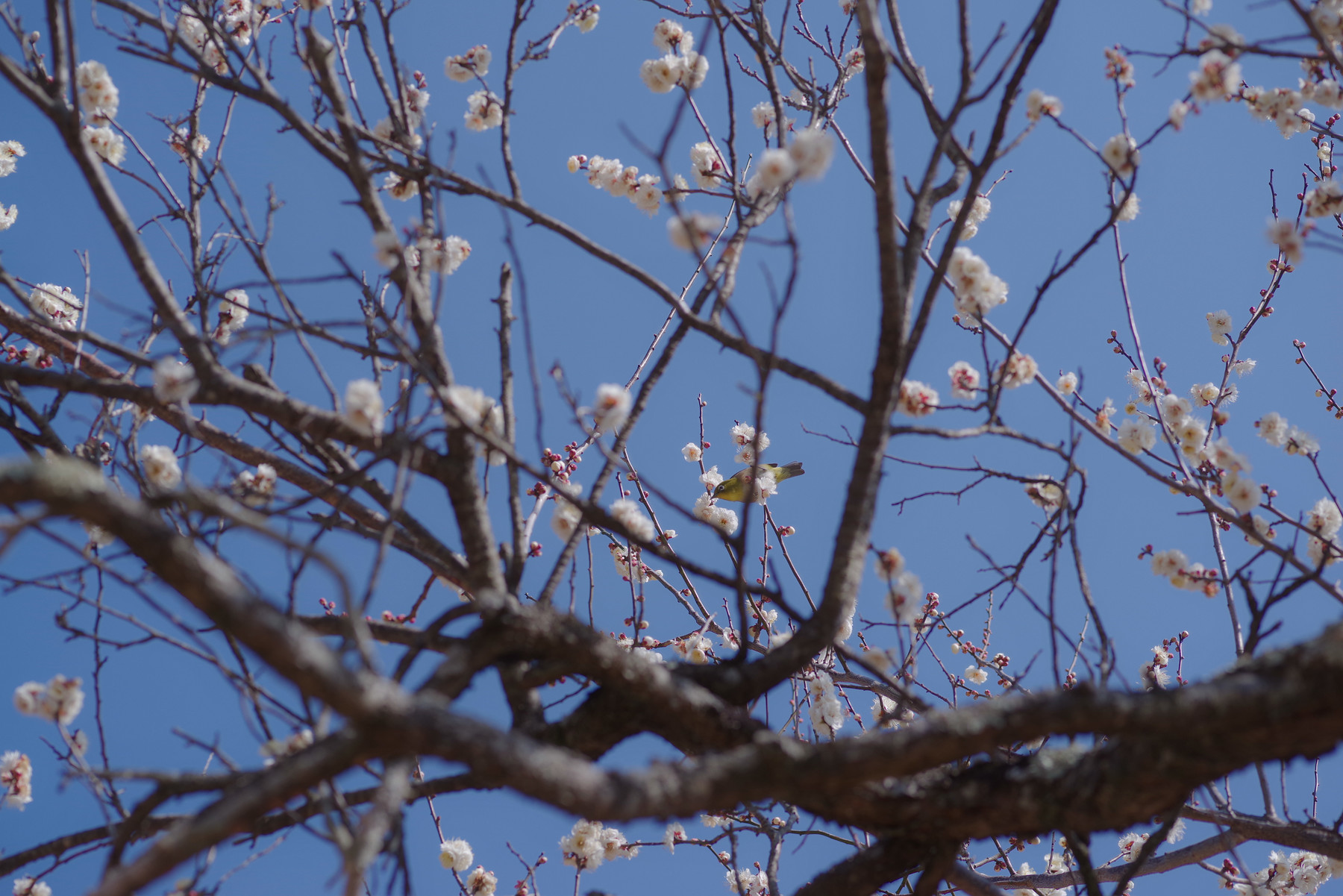 smc PENTAX-D FA MACRO 100mmF2.8 WR ─ キレよしヌケよし見た目よし、良さが詰まったマクロレンズの写真