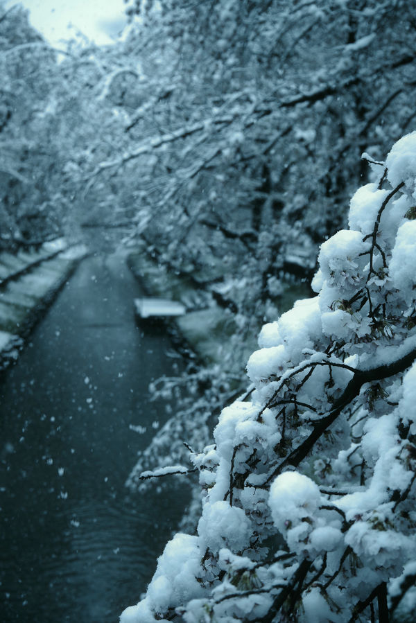 春を押しつぶす重々しい雪の作例写真