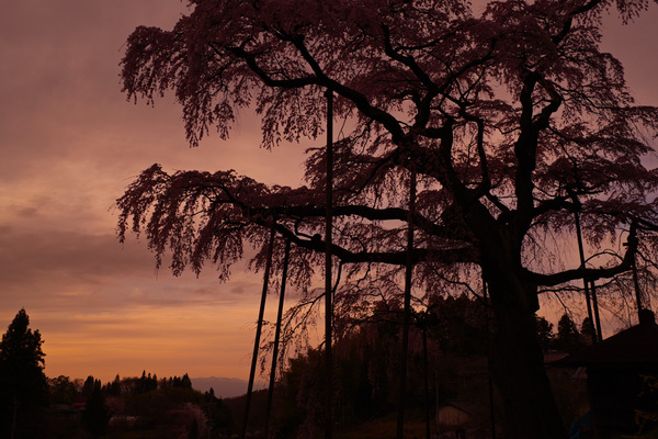 安達太良山を望みながら夕闇に沈む紅枝垂地蔵桜の作例写真