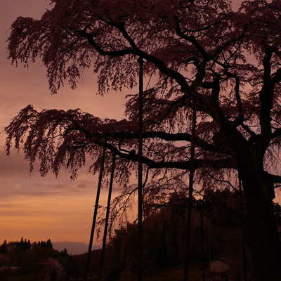 安達太良山を望みながら夕闇に沈む紅枝垂地蔵桜の作例写真