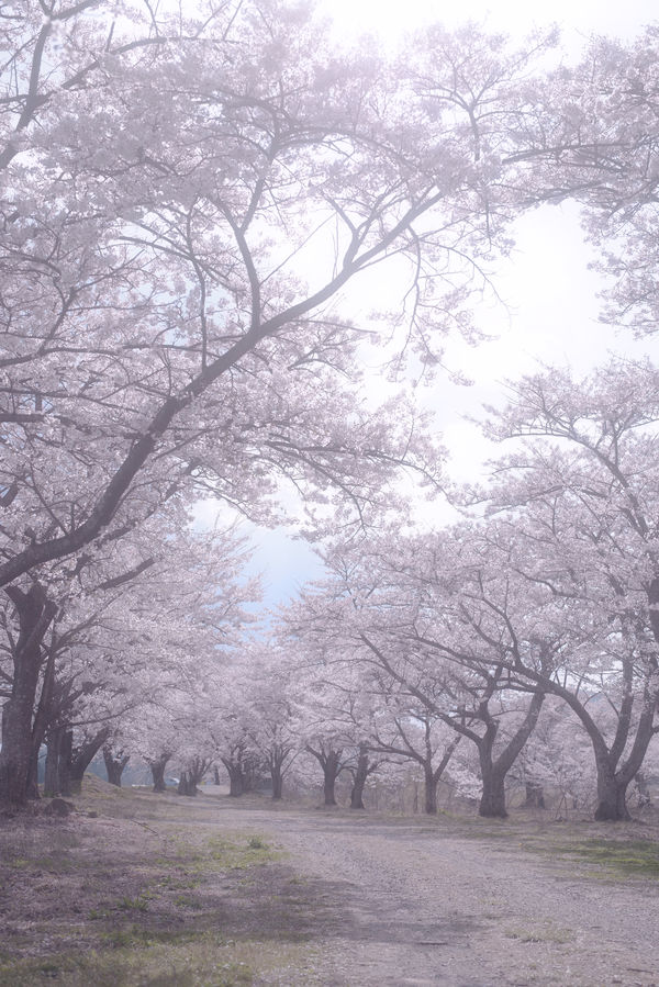 桜並木の白昼夢の作例写真