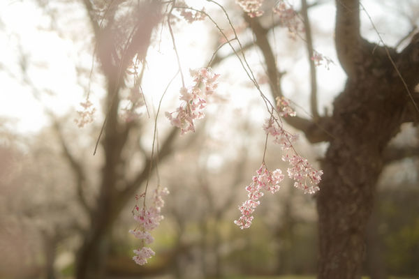 光に漂うしだれ桜の作例写真