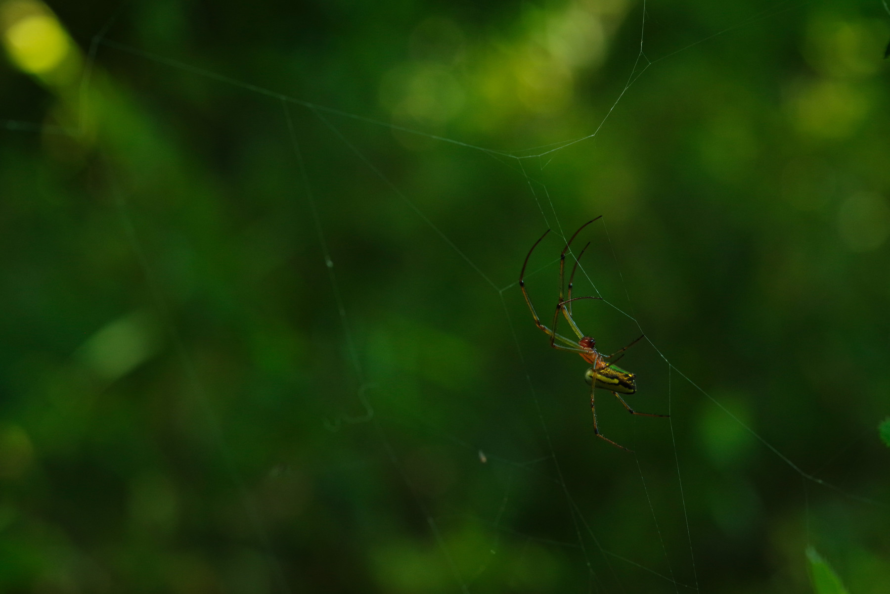 smc PENTAX-D FA MACRO 100mmF2.8 WR ─ キレよしヌケよし見た目よし、良さが詰まったマクロレンズの写真