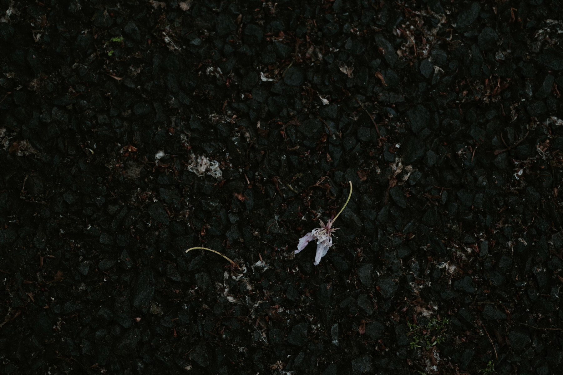 【雨にうたえば】流しきれない春の写真