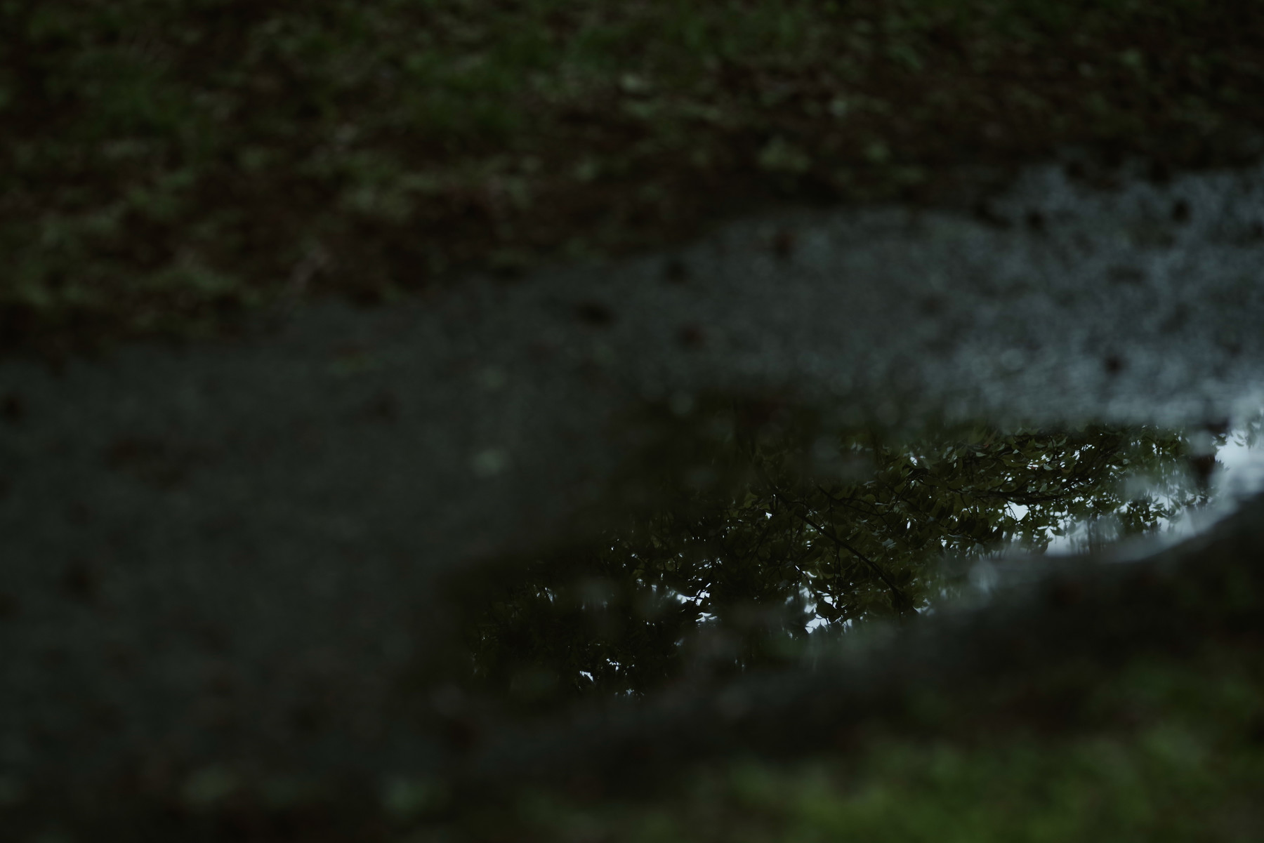 【雨にうたえば】流しきれない春の写真