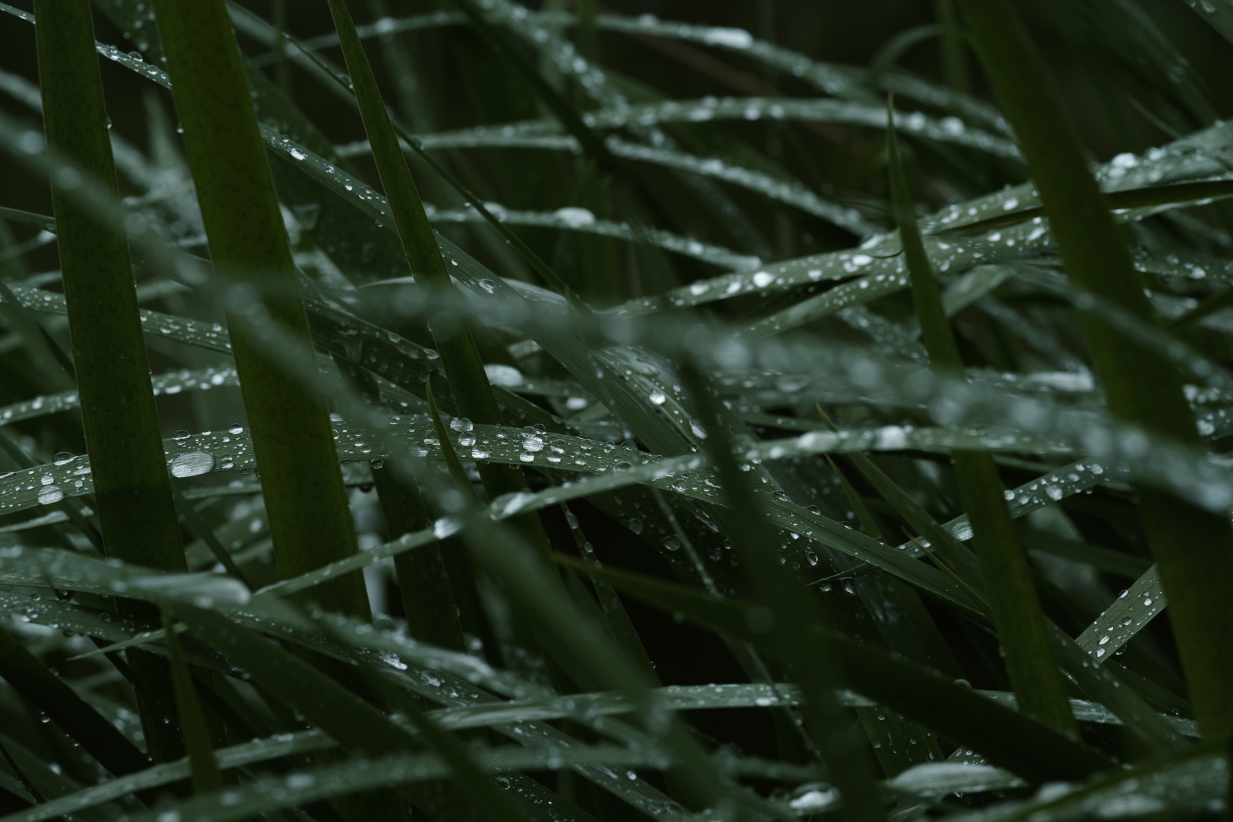 【雨にうたえば】流しきれない春の写真