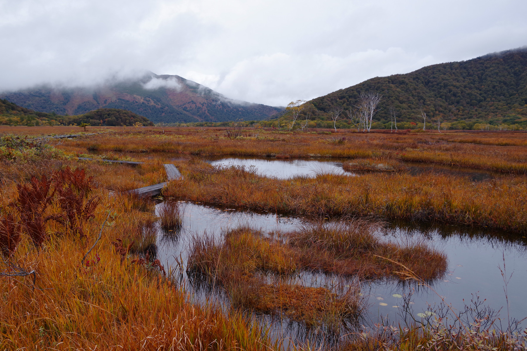 雨模様の池塘と燧ヶ岳の作例写真