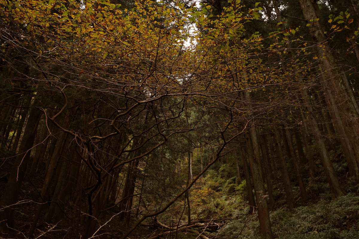紅葉の森でカスタムイメージの組み立てを考える ─ 写真の色作りの写真
