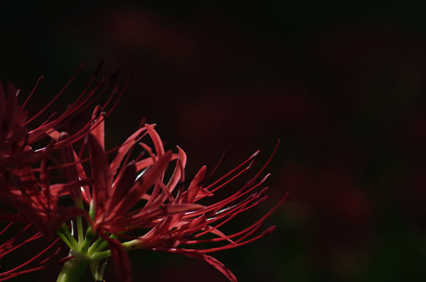 深紅の火花の作例写真