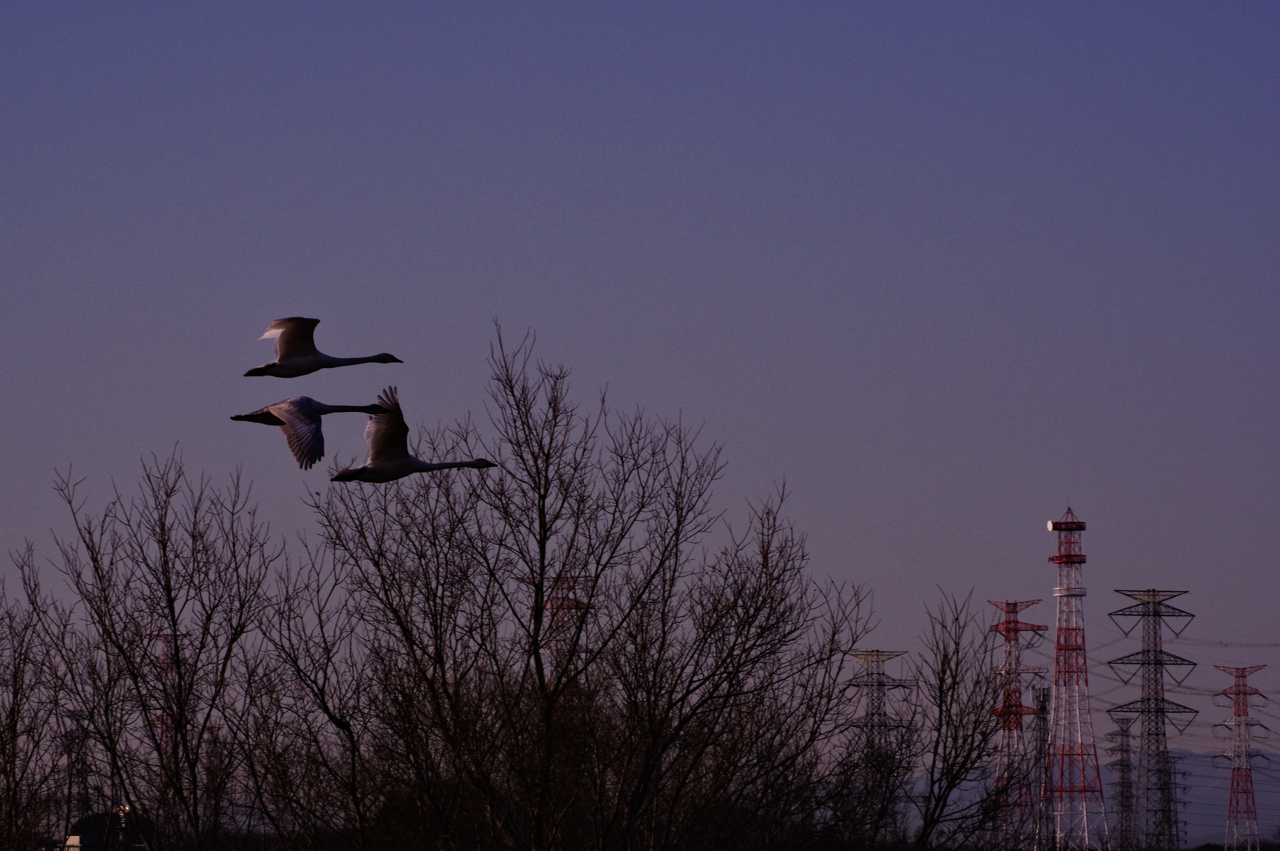 鳥を撮りましょう ─ 身近なワイルドライフの写真