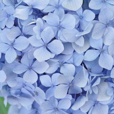 青色紫陽花の作例写真